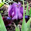 Iris pumila Smart